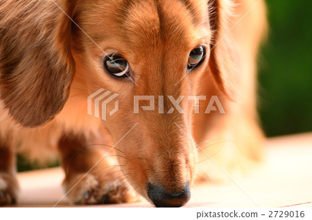 Miniature Dax Miniature Dax 2729016