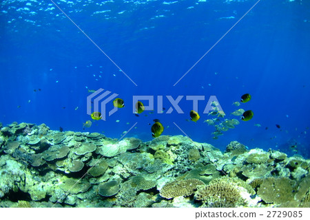 A group of shallow corals and fish 2729085