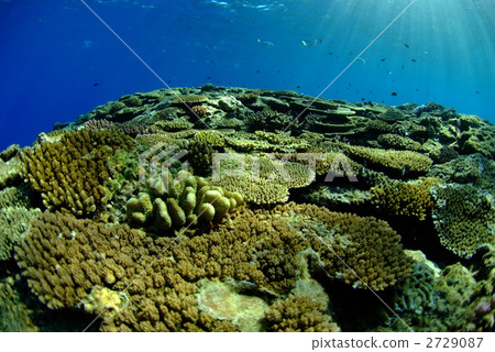 Shallow coral reef 2729087