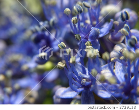  Gaku hydrangea 2729138
