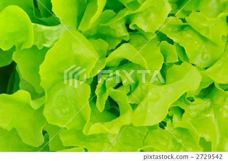 生菜 油麥菜 黃綠色蔬果 2729542