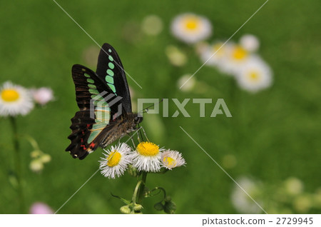 Aosujihaja的蚊子 2729945