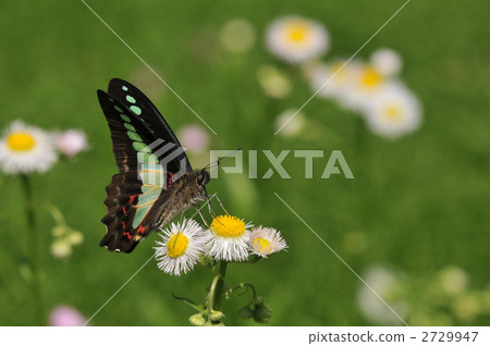 Aosujihaja的蚊子 2729947