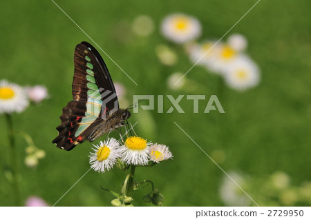 Mosquito of Aosujihaja 2729950