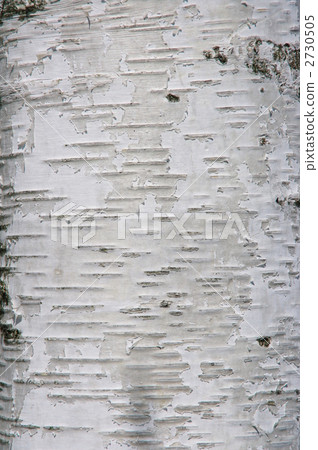 White birch birch tree on the plateau 2730505