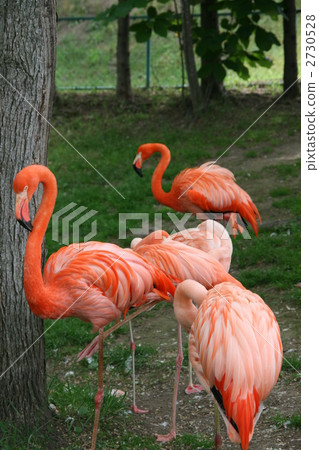 在Asahiyama動物園的火烈鳥 在Asahiyama動物園的火烈鳥 2730528