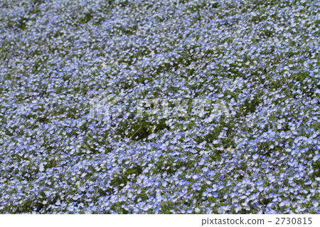 National Hitachihama Beach Park Nemophila Field 2 2730815