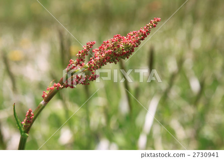 rumex acetosa, garden sorrel, field sorrel 2730941