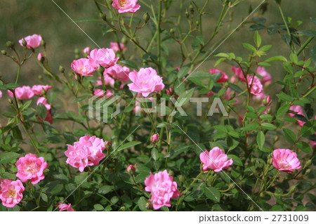 Mini rose [smile] 2731009