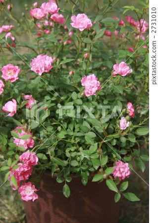 Mini rose [smile] 2731010