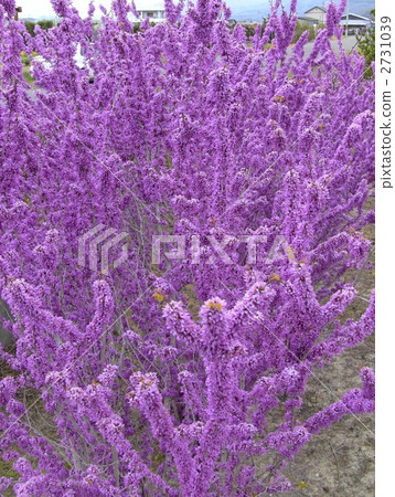 美麗的Hanazuow 2731039