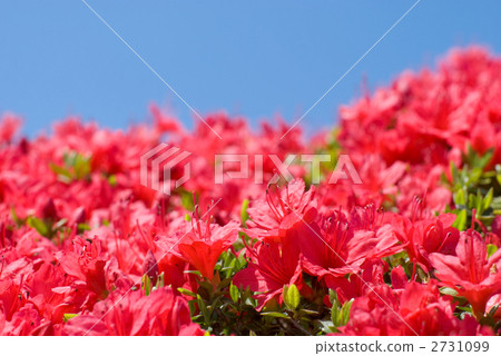 Kurume Azalea's flower and blue sky 2731099