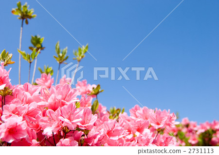 Kurume Azalea's flower and blue sky 2731113