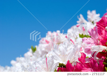 久留米杜鵑花的花和藍天 2731117