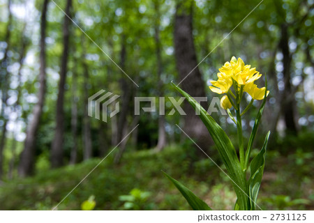 Kinran Flower 2731125