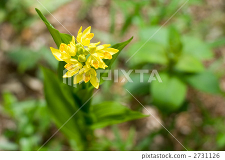 Kinran Flower 2731126