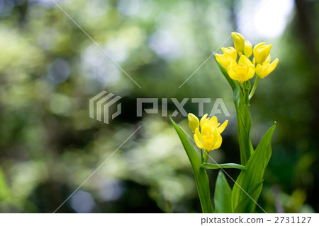 Kinran Flower 2731127