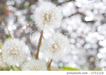 Dandelion's fluff and water sparkle 2731128