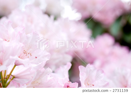 Pink rhododendron flower Pink rhododendron flower 2731139