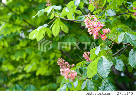 Flower of Akabana chestnut Flower of Akabana chestnut 2731140