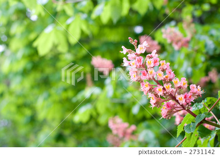 Akabana栗子花 Akabana栗子花 2731142