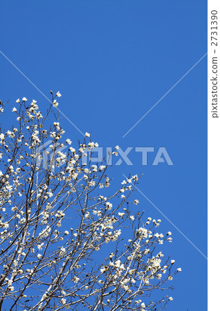 White flowers of Kitakobushi in the blue sky 2731390
