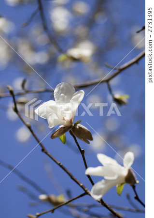 Kitakobushi白花在藍天的 2731395