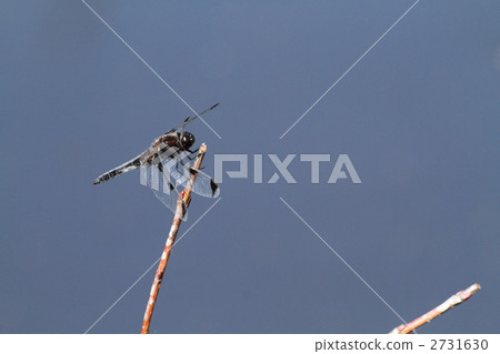 玳瑁斑蜻蜓 蜻蜓 瀕危物種 2731630