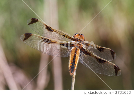 libellula angelina, dragonfly, endangered species 2731633