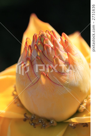 Geizukin lotus Geizukin lotus 2731636