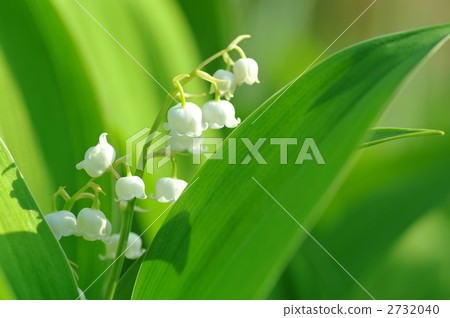 convallaria, lily of the valley, bloom 2732040