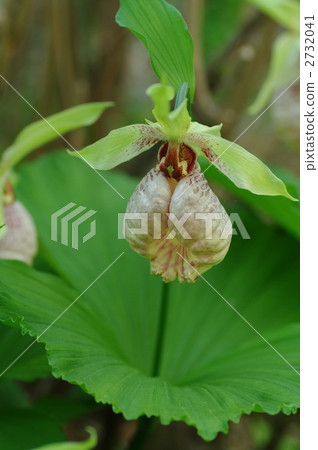 japanese lady's slipper, japanese lady's-slipper, bloom 2732041