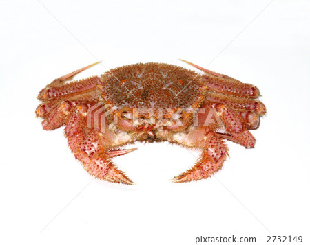 發蟹 2732149