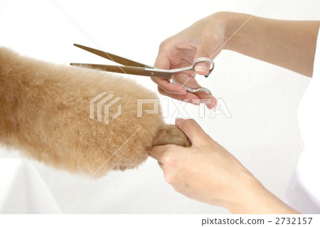 trimmer, groomer, dog 2732157