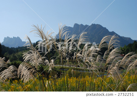 日本蒲葦 群馬縣 落基山 2732251