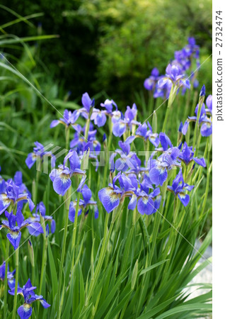 鳶尾花 2732474