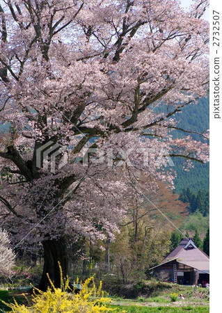 Zidori Scales Yamazakura 2732507