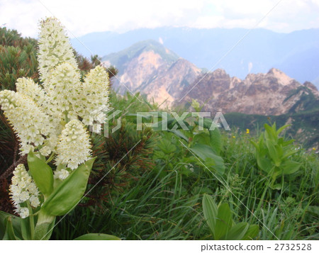 硫磺脊即cobwebsiale化石 2732528