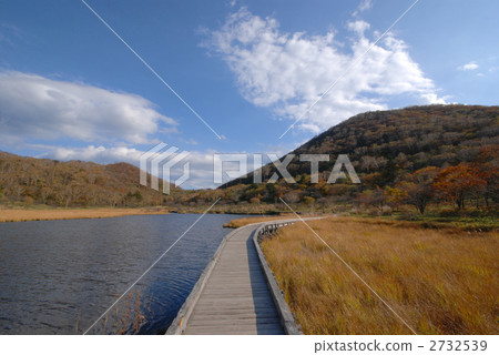 marsh, wetlands, straight path 2732539