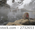 Monkey's Onsen Snow monkeys (Overall view) 2732653