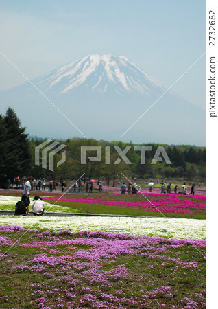 Fuji Shiba Sakura和富士山 2732682