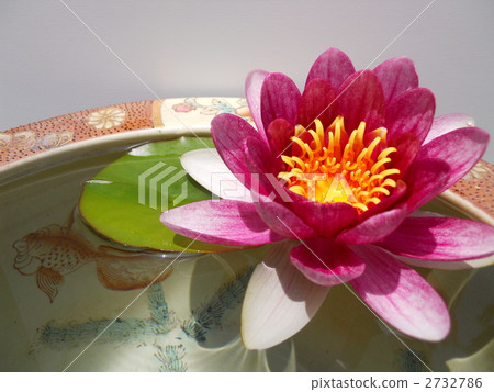 Water lily Water lily 2732786