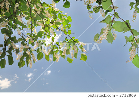 玉鈴花 玉鈴花 2732909