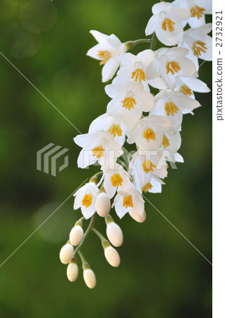 玉鈴花 玉鈴花 2732921