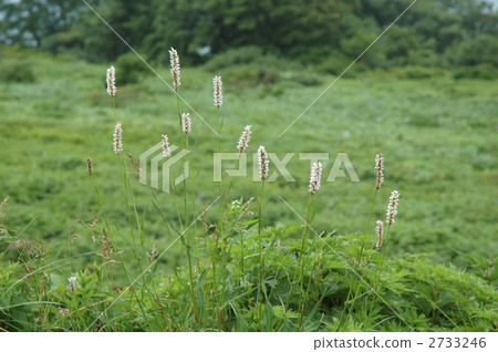 Ibuki Tranoio Ibuki Tranoio 2733246