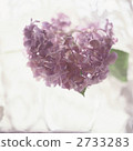  hydrangea 2733283