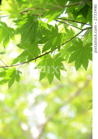 Fresh green Fresh green 2733490