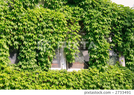 Green curtain covering energy saving measures window Green curtain covering energy saving measures window 2733491