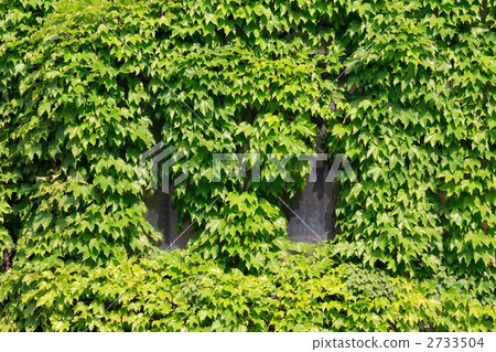 Green curtain covering energy saving measures window Green curtain covering energy saving measures window 2733504