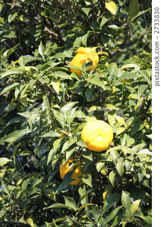 柚子樹 2733830
